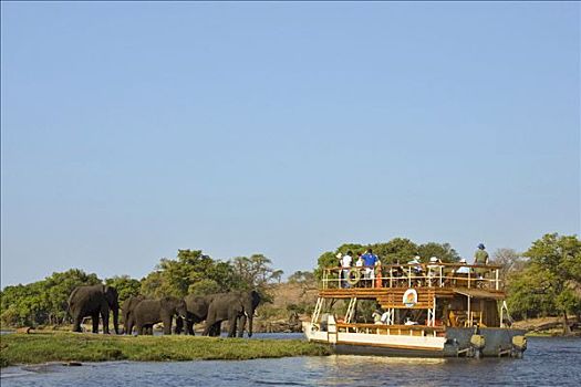 游船,游客,牧群,非洲,灌木,大象,非洲象,乔贝,河,乔贝国家公园,博茨瓦纳