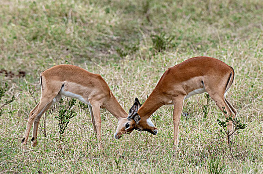 黑斑羚,打斗,马赛马拉国家保护区,裂谷,肯尼亚,非洲