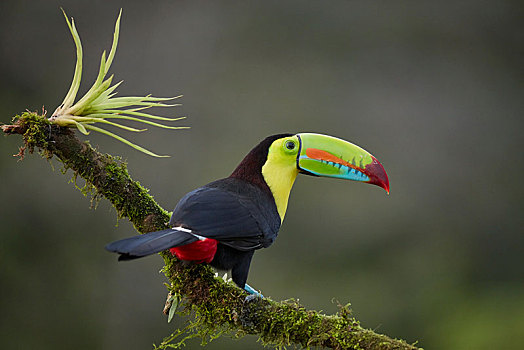 巨嘴鸟,坐,苔藓密布,枝条,泻湖,哥斯达黎加,中美洲