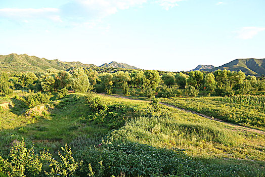 山野