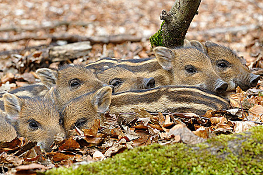 野猪,小猪,温暖,相互,北莱茵威斯特伐利亚,德国,欧洲