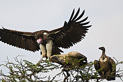 非洲,坦桑尼亚,肉垂秃鹫,白背兀鹫,塞伦盖蒂国家公园