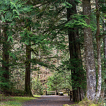 道路,树林,惠斯勒,不列颠哥伦比亚省,加拿大
