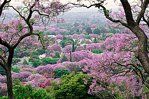 蓝花楹,树,开花,比勒陀利亚,南非