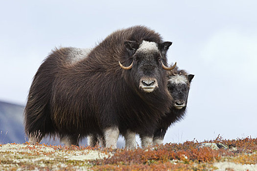 雌性,麝牛,国家公园,挪威