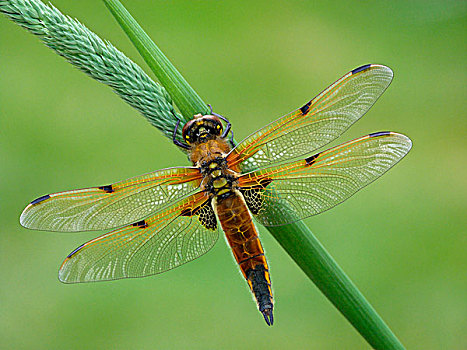 四斑猎蜻,蜻蜓,成年,休息,草,莱斯特,英格兰,英国,欧洲