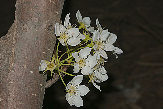 樱花10