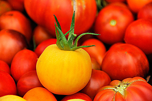 新鲜,黄番茄,番茄,正面,红色,西红柿,下萨克森,德国,欧洲