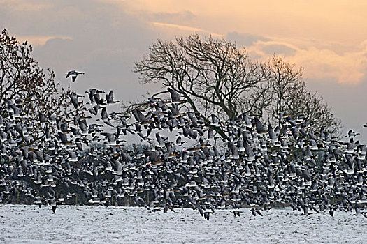 白额黑雁,冬天,邓弗里斯,苏格兰,英国,欧洲