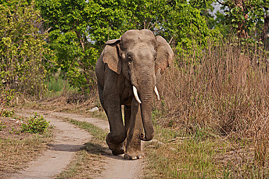 印度,亚洲象,獠牙动物,国家公园