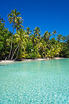 泻湖,沙滩,棕榈树,帕劳,密克罗尼西亚,大洋洲