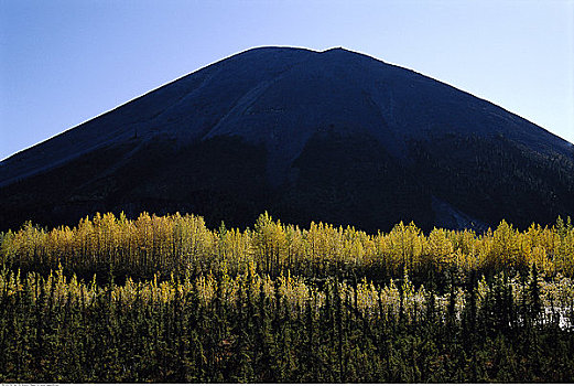 奥基尔维山,树,育空地区,加拿大