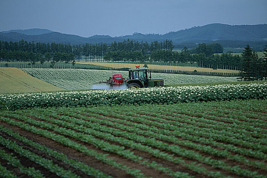 小麦,土豆,虫害防治,工作