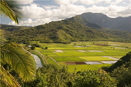 山谷,芋头,地点,考艾岛,夏威夷