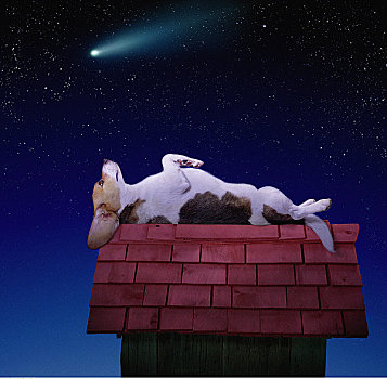 狗,躺着,屋顶,狗窝,看,星空,夜晚