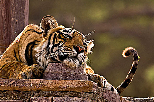 虎,卧,查特瑞,宫殿,印度