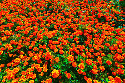 盛开的美丽橙色菊花