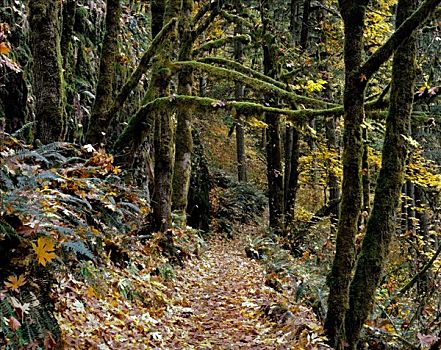小路,树林,银色瀑布州立公园,俄勒冈,美国