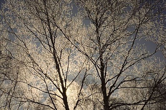 逆光,白霜,桦树,新布兰斯维克,加拿大