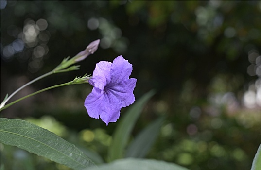 翠芦莉花