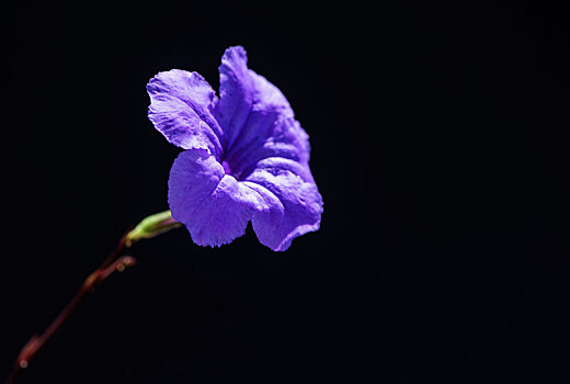 蓝花草,狄叶翠芦莉,兰花草