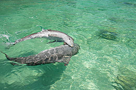 洪都拉斯,海湾群岛,钥匙,一对,宽吻海豚,玩,大幅,尺寸