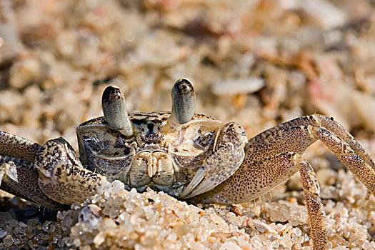 灵异,螃蟹,海滩,马达加斯加