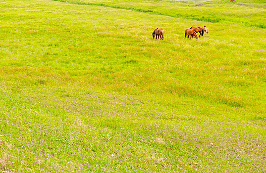 草原上觅食的马