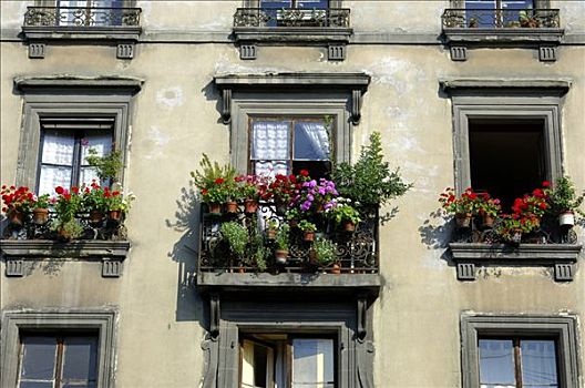 房子,花,露台,老城,日内瓦,瑞士