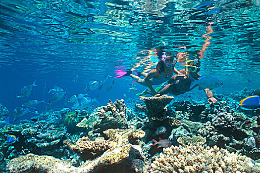 两个,通气管,游泳,上方,热带,珊瑚,礁石,阿里环礁,马尔代夫,印度洋,亚洲