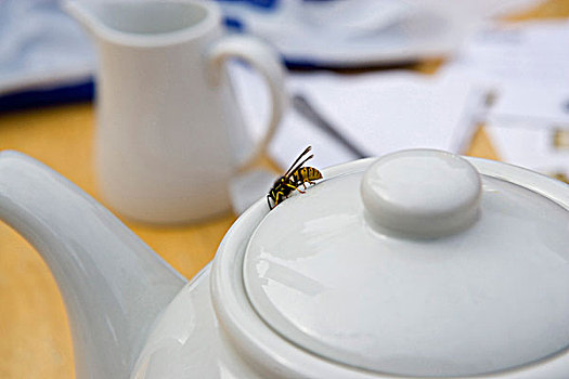 黄蜂,茶壶