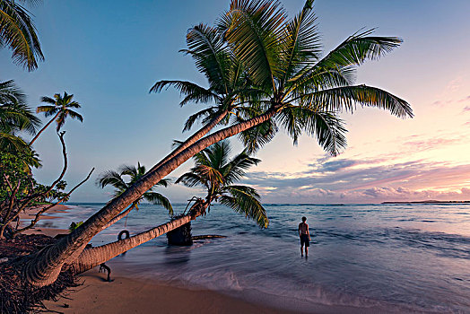 男人,荒芜,野外,海滩,日出,加勒比岛屿,波多黎各