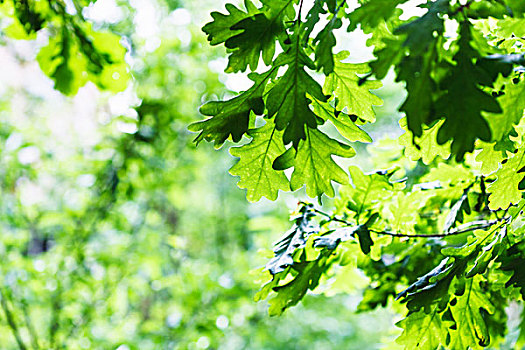 绿色,橡树,叶子,夏天,雨天