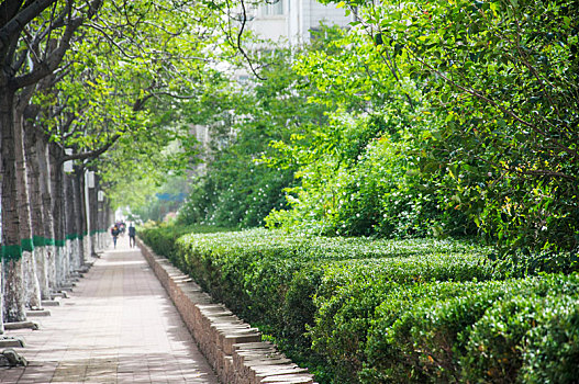城市中整齐的绿化带和行道树以及人行道
