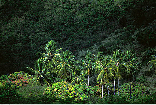 棕榈树,托托拉岛,英属维京群岛