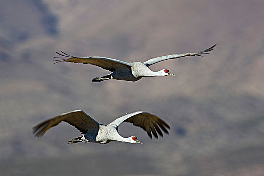 沙丘鹤,飞,野生动植物保护区,新墨西哥,北美,美国