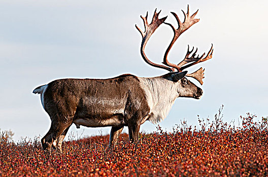 驯鹿属,雄性动物,秋天,苔原,德纳里峰国家公园,阿拉斯加,美国
