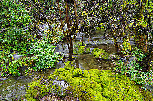 四川黄龙景区原始森林