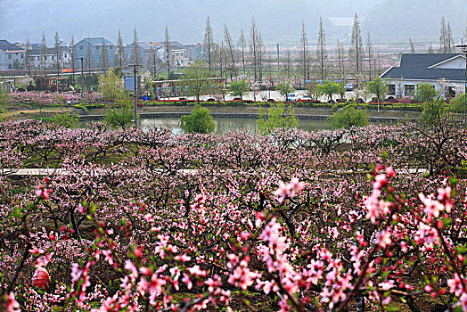 桃林,桃花,花海