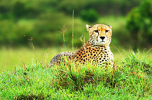 野生,非洲猎豹