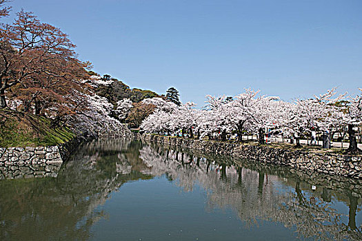 樱花,挨着,护城河,城堡,滋贺,日本