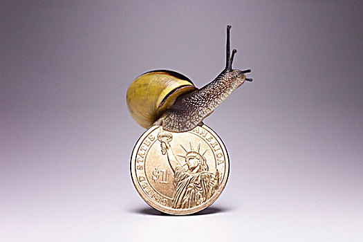 蜗牛,上面,一个,美元,硬币,灰色背景