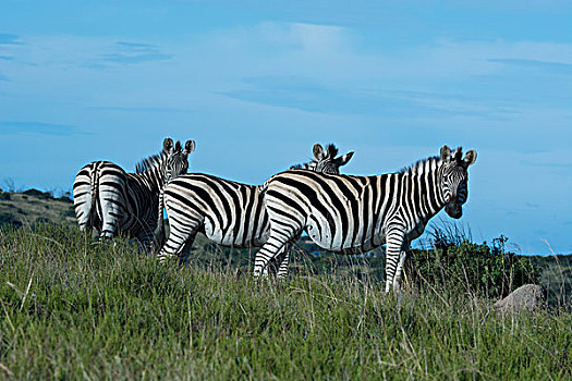 南非,东开普省,东方,伦敦,禁猎区,平原斑马,白氏斑马