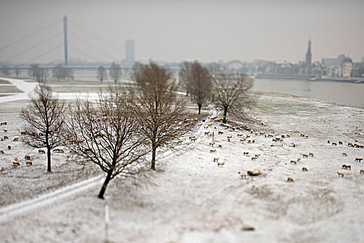 绵羊,冬天,莱茵河,河,杜塞尔多夫,北莱茵威斯特伐利亚,德国,欧洲