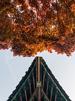 传统屋檐与红色的枫树