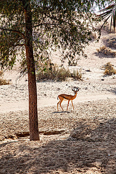 迪拜沙漠保护区中心的阿玛哈豪华精选沙漠水疗度假酒店与野生动物和谐相处