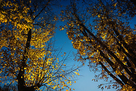 风景,天空,树,黄色,叶子,十一月,秋天