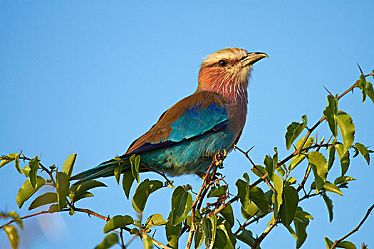 紫胸佛法僧鸟,佛法僧属,博茨瓦纳,非洲