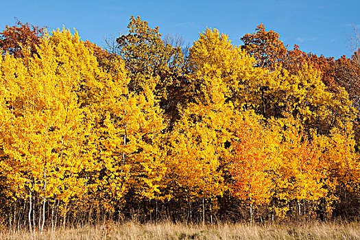 树林,秋天,黄色,白杨,海尼希,国家公园,图林根州,德国,欧洲