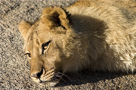 休息,狮子